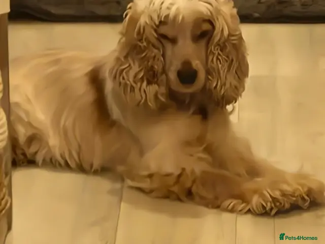 Cocker Spaniel dogs for sale: 5 gorgeous KC registered show type cocker spaniels - Advert 6