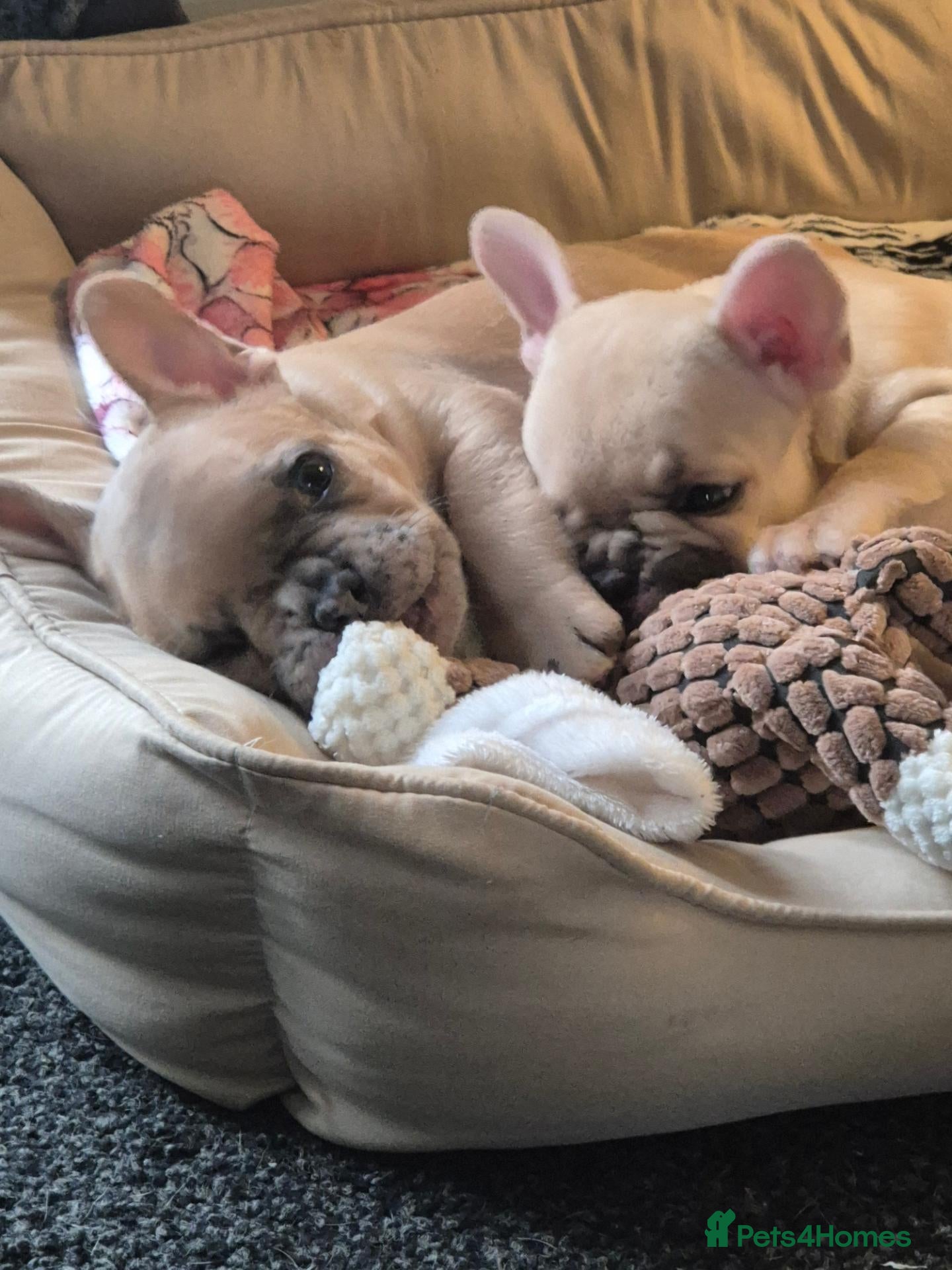 French Bulldog dogs French Bulldog Puppies - Advert 5