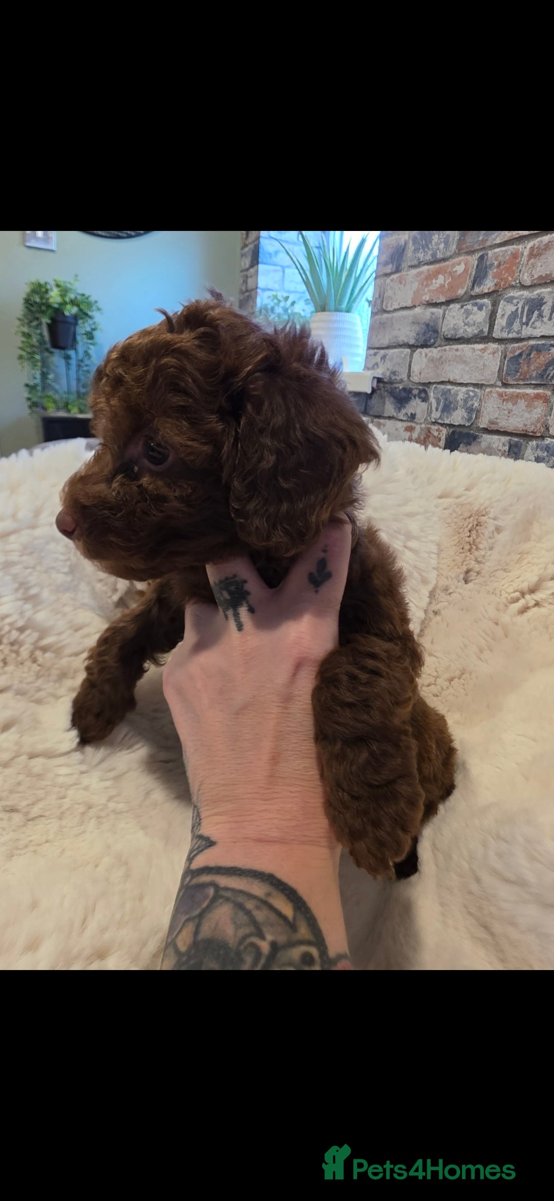 Cockapoo dogs for sale: F1b toy cockapoo puppies ready 3/11/25 - Image 15