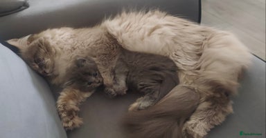 Siberian cats - Advert 6
