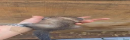 Ferret rodents for sale: Ferret kits for sale  - Advert 2