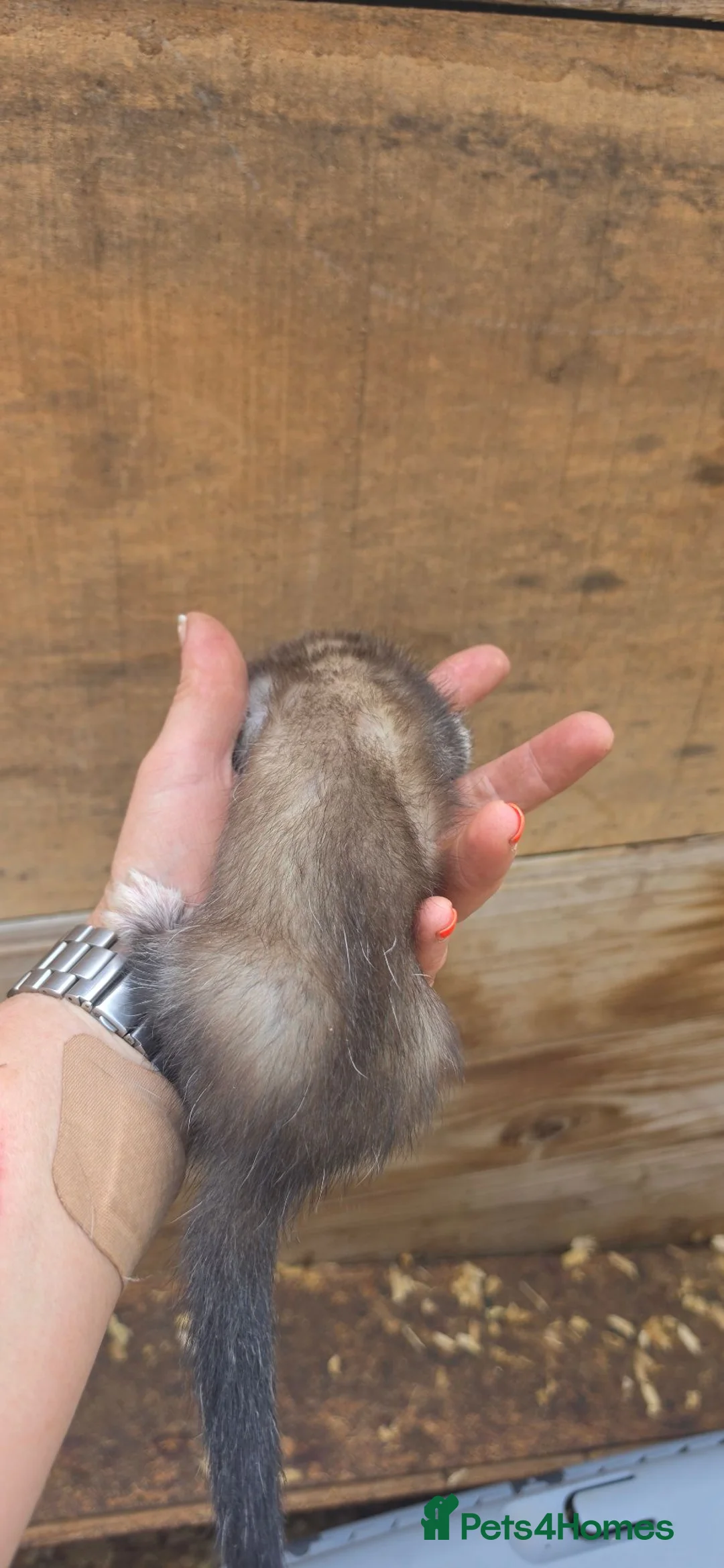 Ferret rodents for sale: Ferret kits for sale  - Advert 2