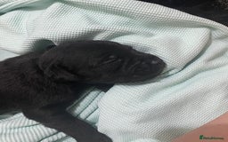 Patterdale Terrier dogs for sale: **Beautiful Patterdale Pups** - Image 7