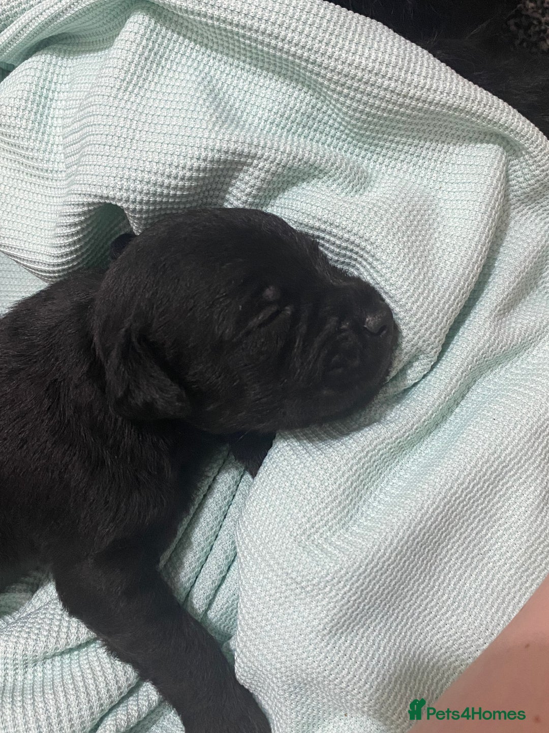 Patterdale Terrier dogs for sale: **Beautiful Patterdale Pups** - Image 7