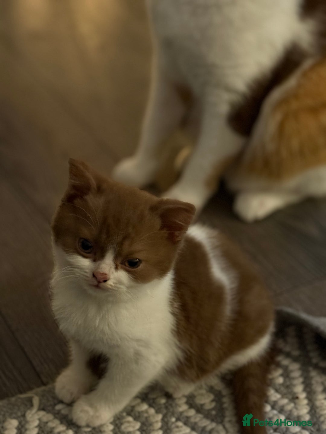 British Shorthair cats for sale: White -chocolate  - Advert 3