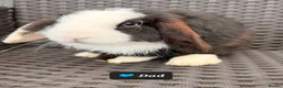 Mini Lop rabbits for sale: Pure mini lops  - Advert 28