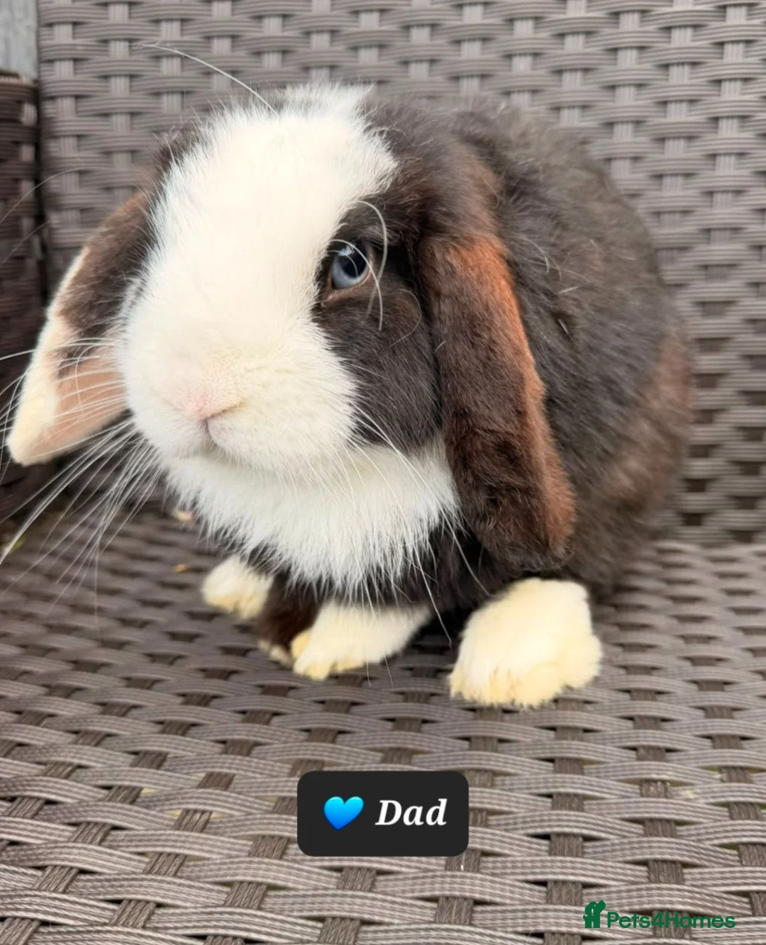 Mini Lop rabbits for sale: Pure mini lops  - Advert 28