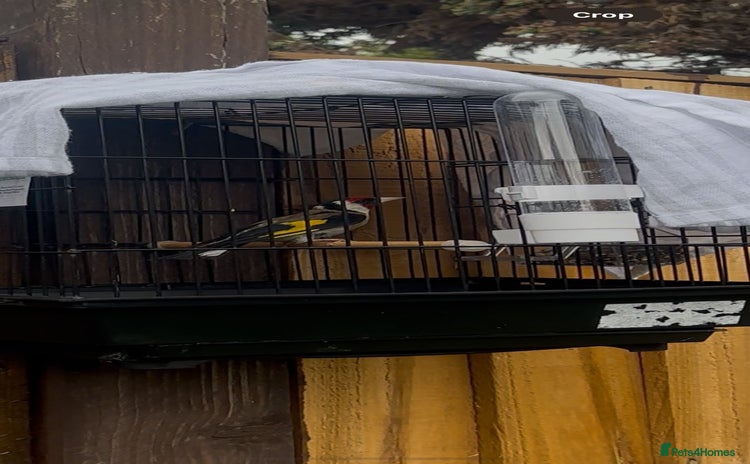 Finches birds - Advert 3