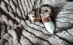 Miniature Dachshund dogs for sale: Miniature Dachshund 1 female left  - Image 10
