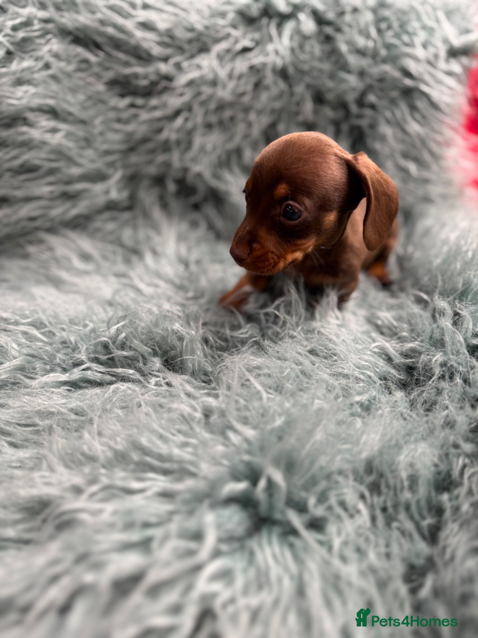 Miniature Dachshund dogs Miniature dachshund puppies - Advert 2