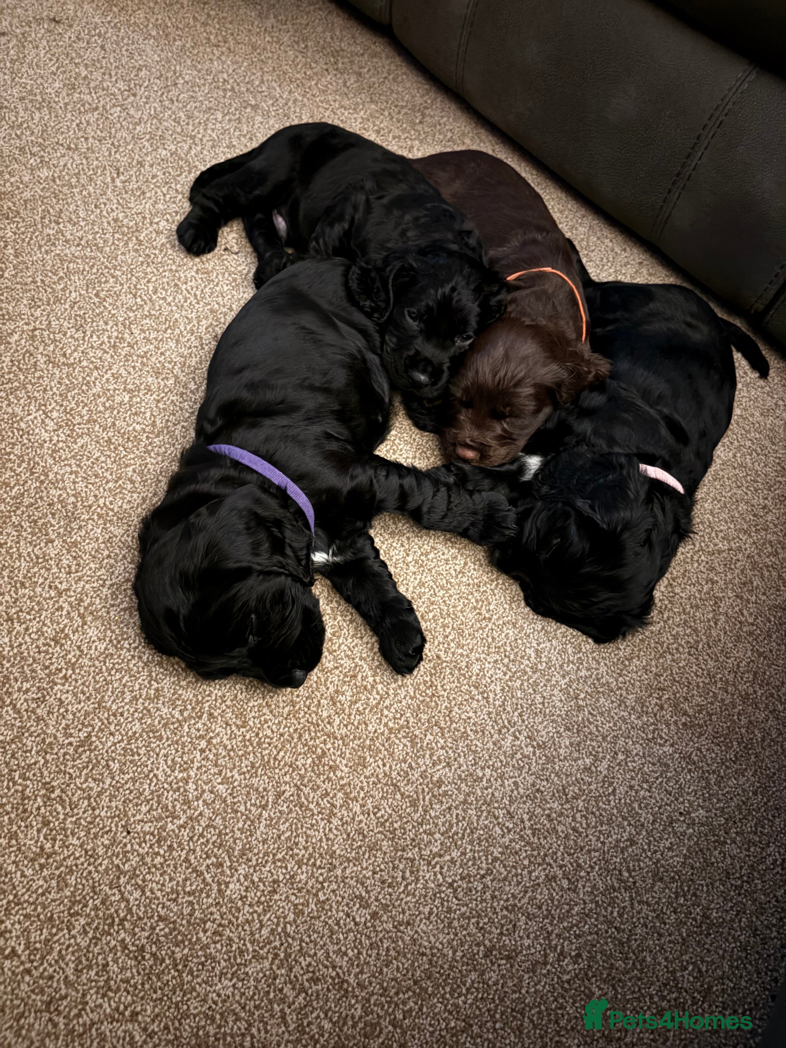 Sprocker dogs Beautiful Sprockers looking for their forever home - Advert 7