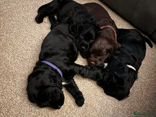 Sprocker dogs Beautiful Sprockers looking for their forever home - Advert 7