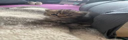 British Shorthair cats for sale: British Short Hair Kittens Purebred - Advert 6