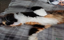 Maine Coon cats for sale: This is little Florence. - Image 4