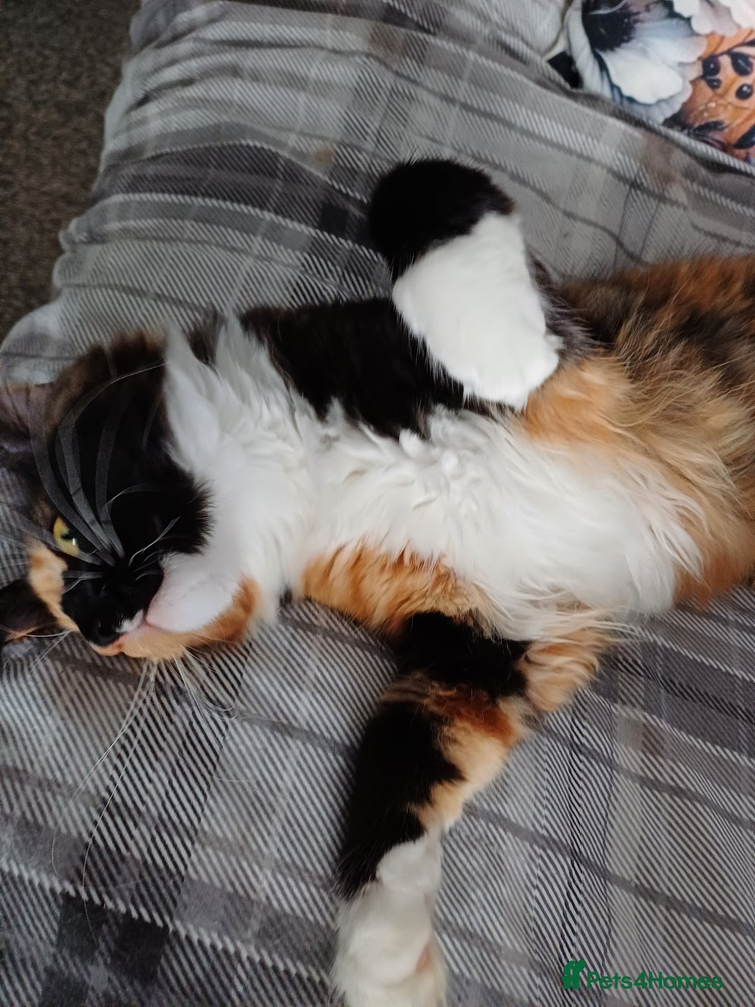 Maine Coon cats for sale: This is little Florence. - Image 4