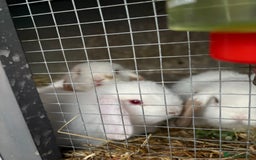 Mini Lop rabbits for sale: Mini Lops - Image 8