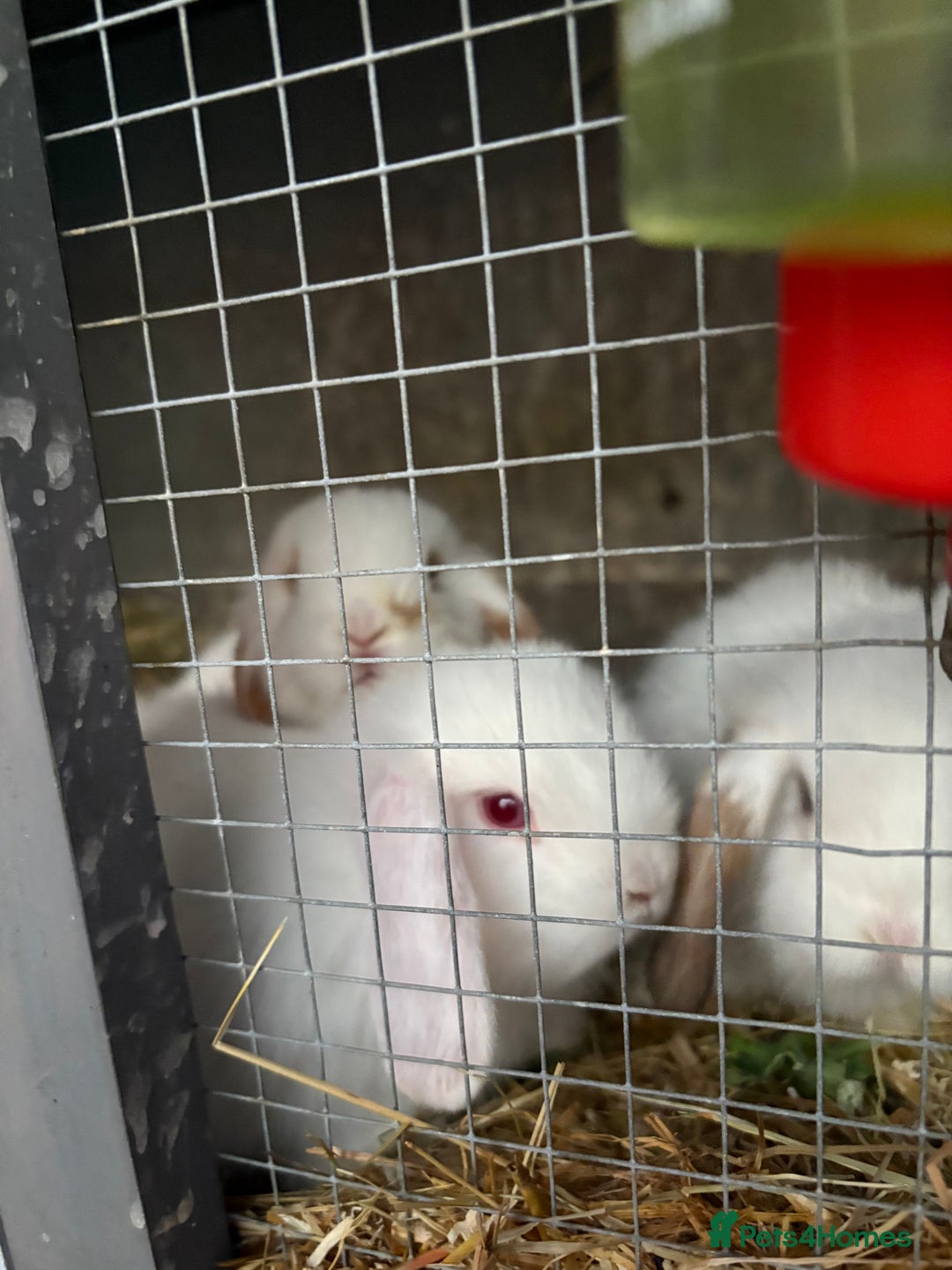 Mini Lop rabbits for sale: Mini Lops - Image 8
