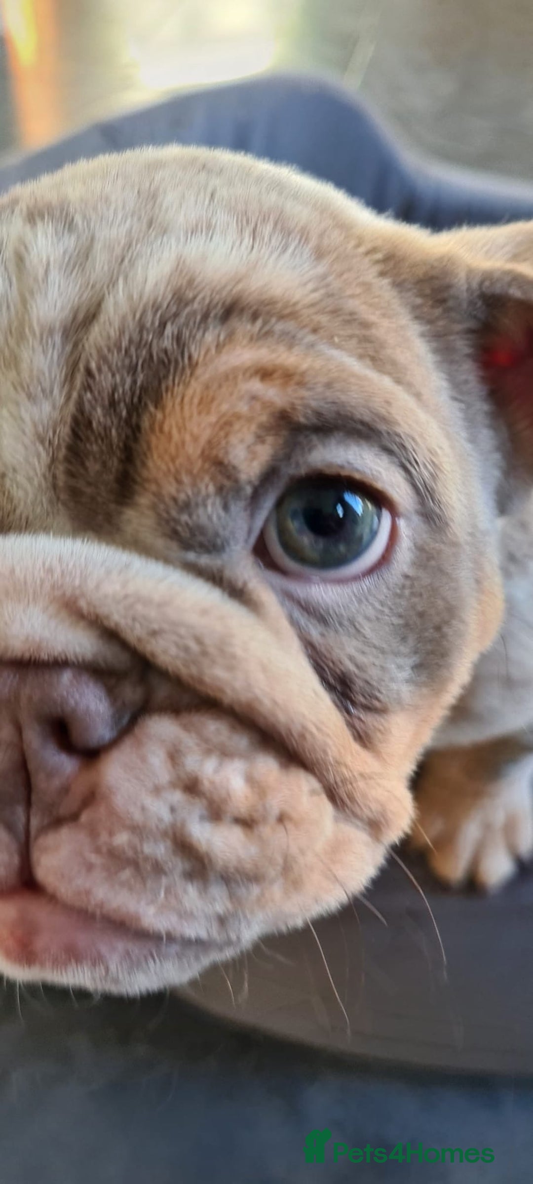 English Bulldog dogs for sale: ✨ lilac Tan & Merle Female bulldog. – Available ✨ - Advert 4