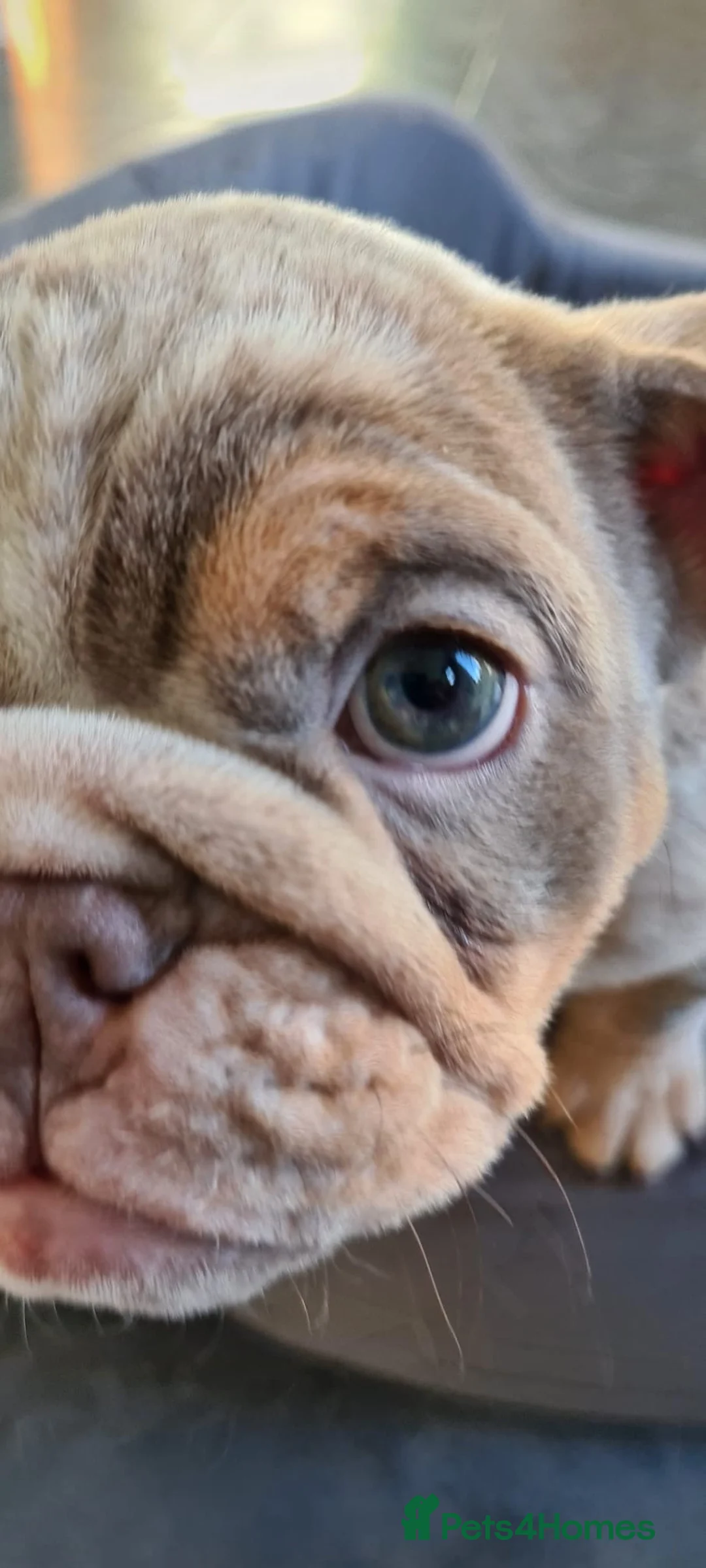 English Bulldog dogs for sale: ✨ lilac Tan & Merle Female bulldog. – Available ✨ - Advert 5