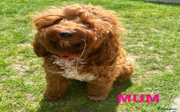 Cockapoo dogs for sale: Beautiful Cockapoo litter with Parents DNA  - Image 10