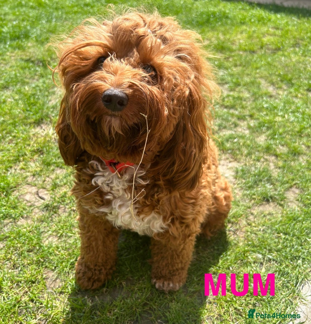 Cockapoo dogs for sale: Beautiful Cockapoo litter with Parents DNA  - Image 10