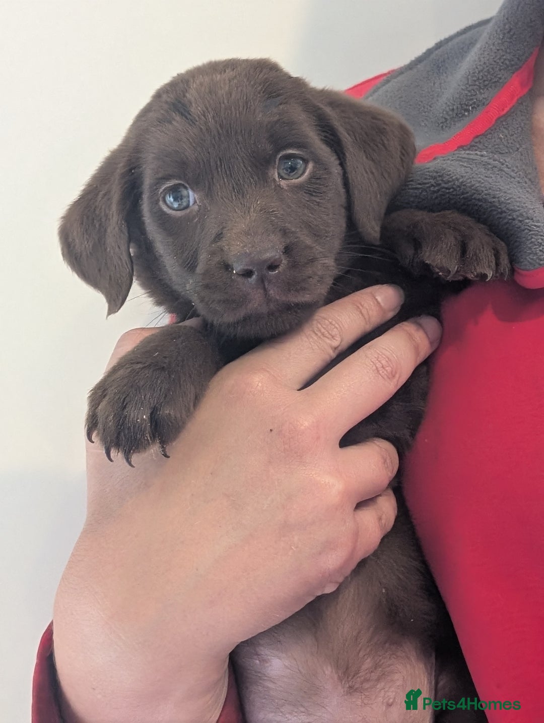 Labrador Retriever dogs for sale: Working Line Chocolate Labrador puppies  - Image 9