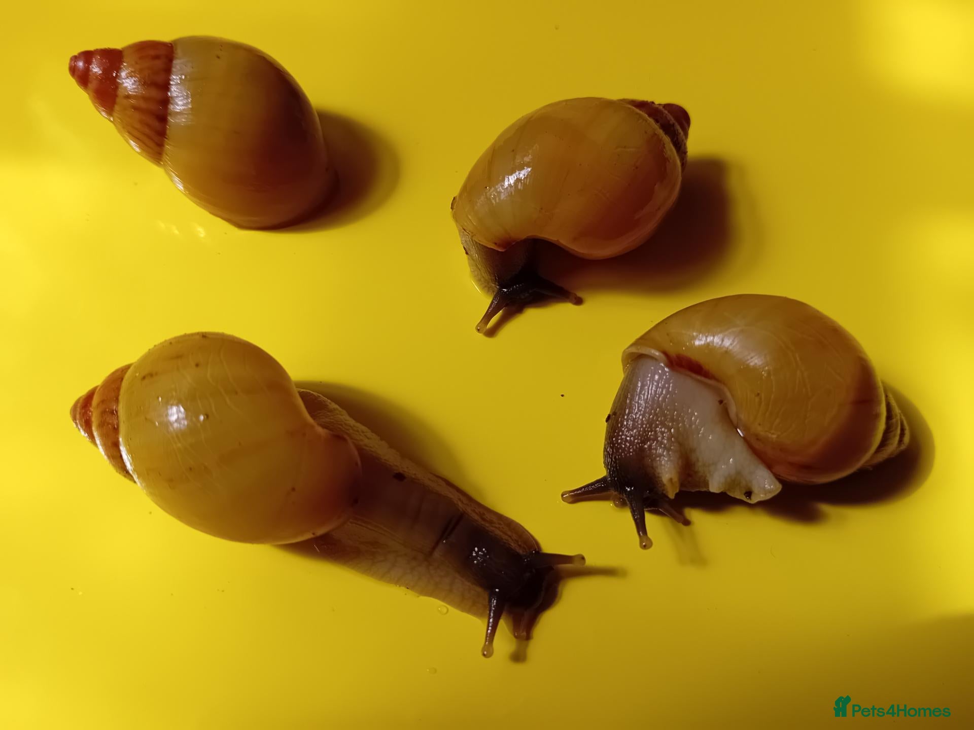 Snails invertebrates ZANZIBAR GIANT AFRICAN LAND SNAILS - Advert 2