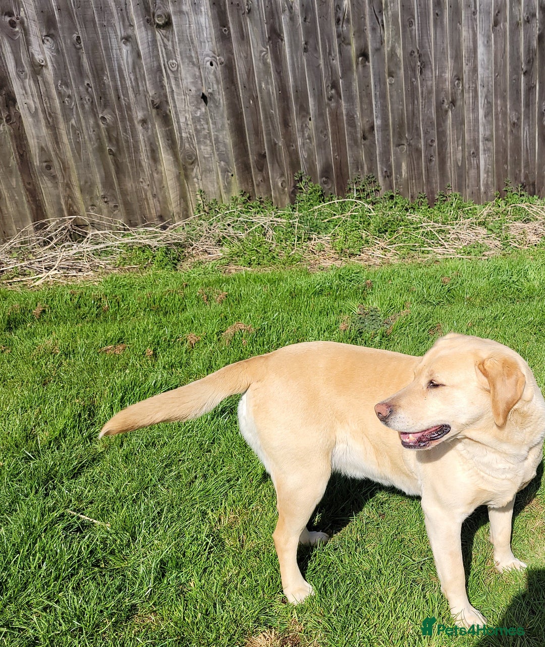 Labrador Retriever dogs for sale: Labrador Retriever - Skratt - Advert 3