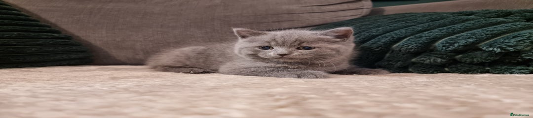 British Shorthair Kitten 4