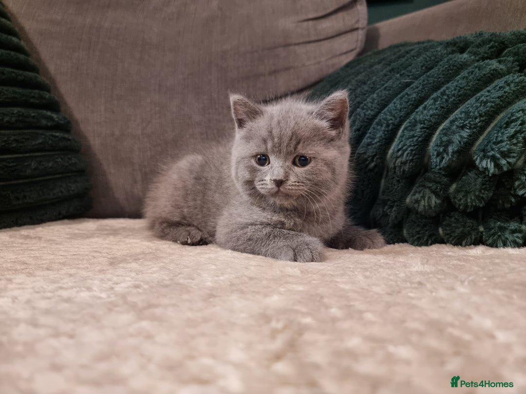British Shorthair cats for sale: Beautiful chunky BSH kittens - Advert 7