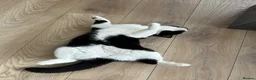 British Shorthair cats for sale: Beautiful Female Available  - Advert 3