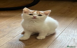 British Shorthair cats for sale: Beautiful British shorthair kittens  - Advert 15