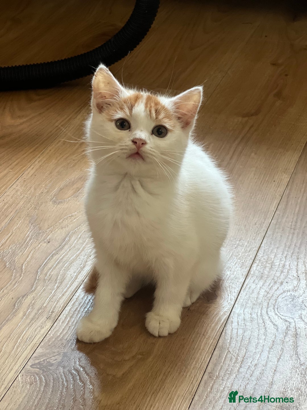 British Shorthair cats for sale: Beautiful British shorthair kittens  - Advert 15