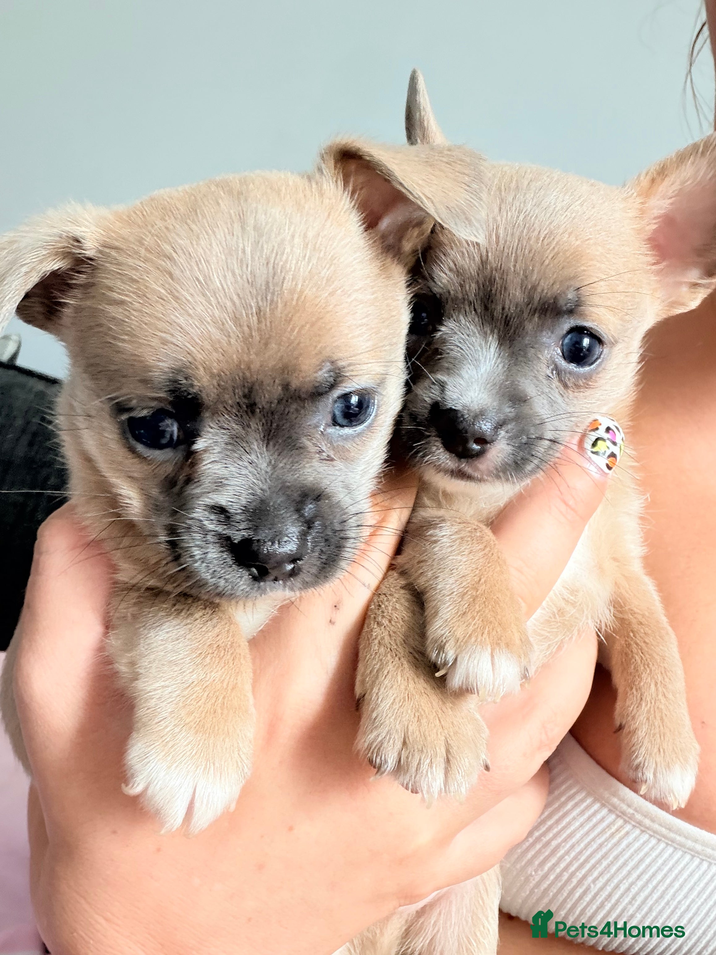 Mixed Breed dogs bulluahua Puppies  - Advert 1