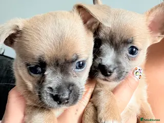 Mixed Breed dogs bulluahua Puppies - Advert 1