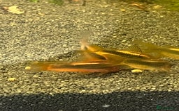 Corys fish for sale: Gold Lazer Corys. £10 - Image 5