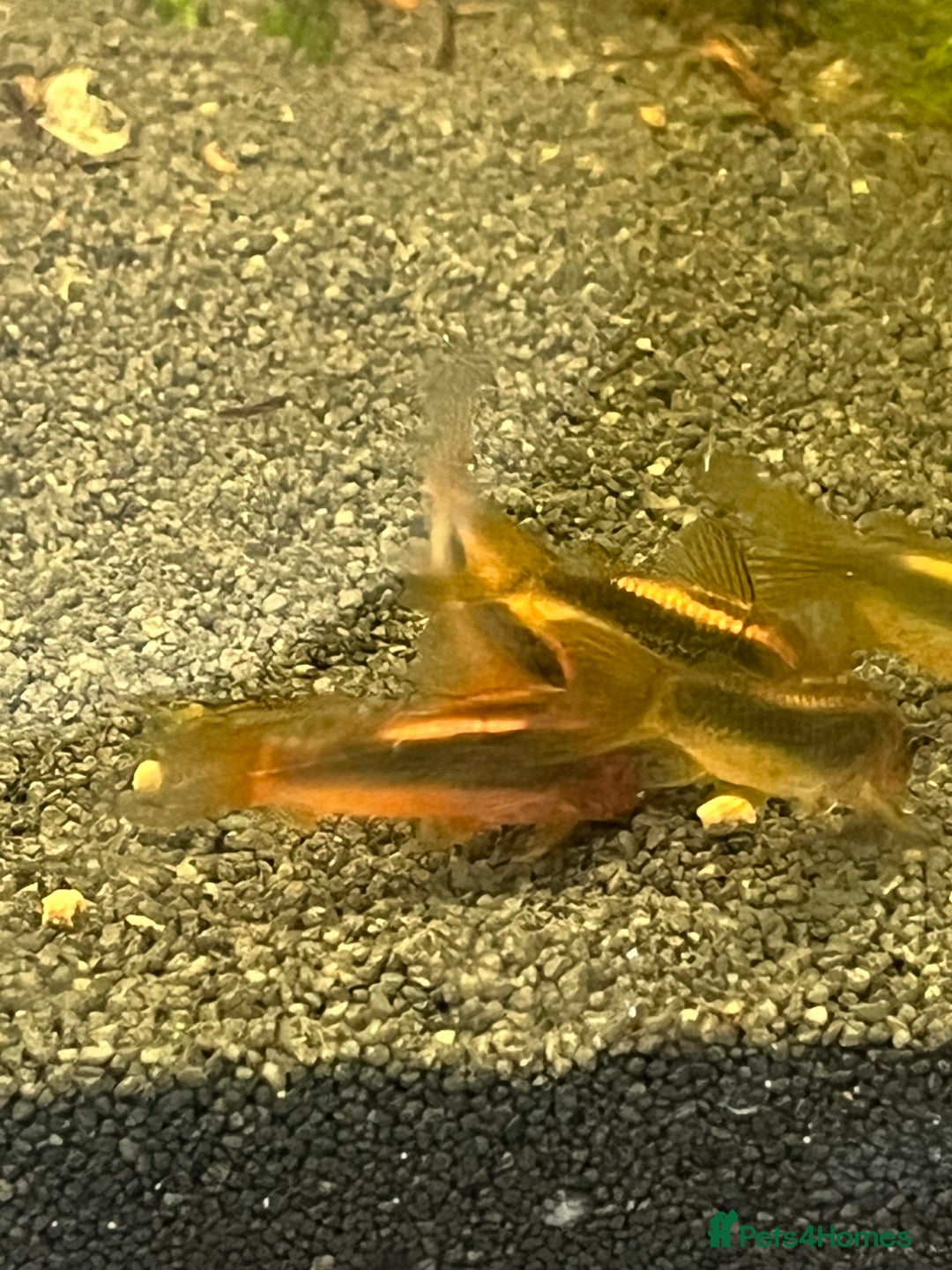 Corys fish for sale: Gold Lazer Corys. £10 - Image 5