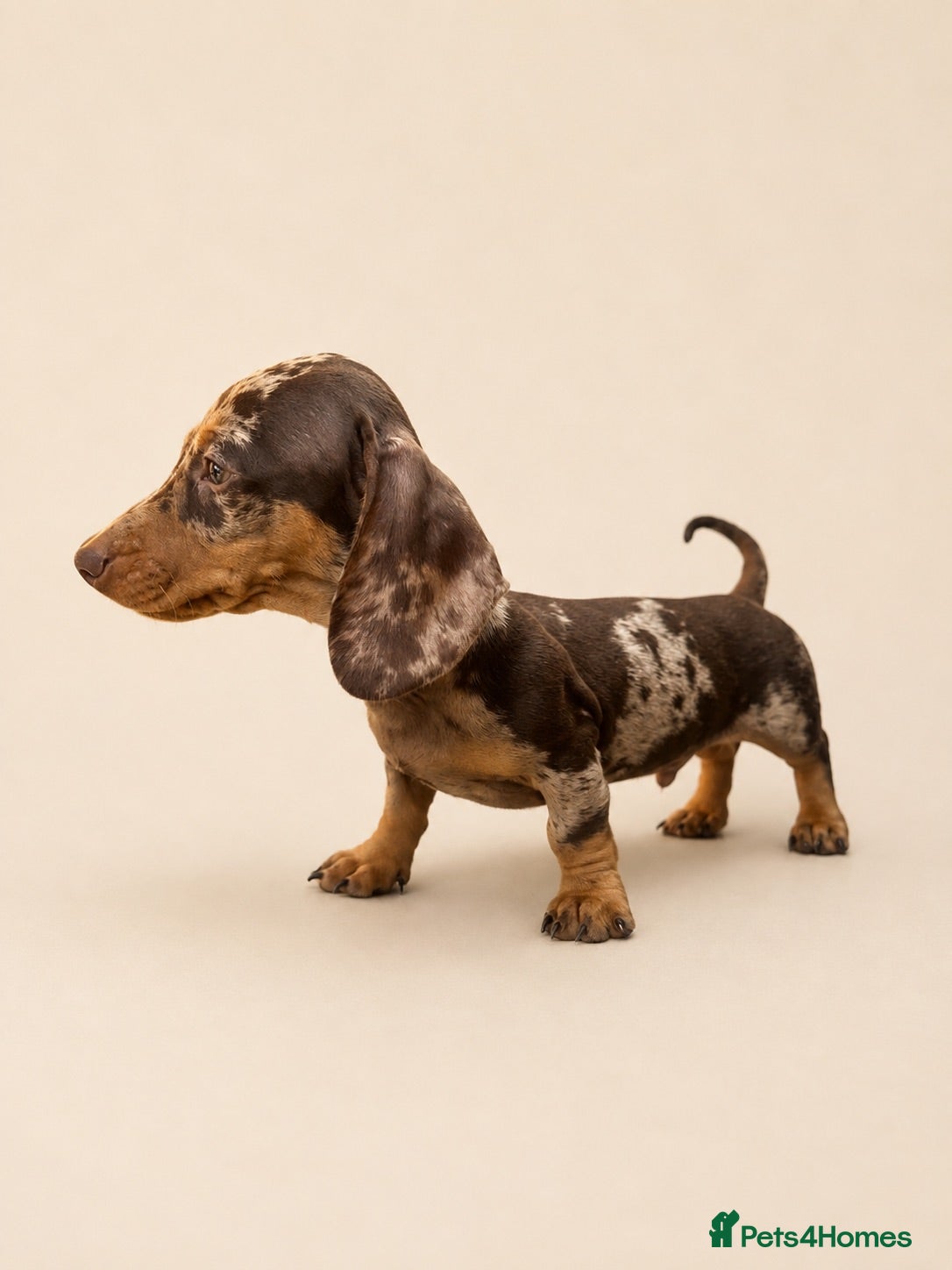 Miniature Dachshund dogs Beautiful Miniature Dachshunds  - Advert 18