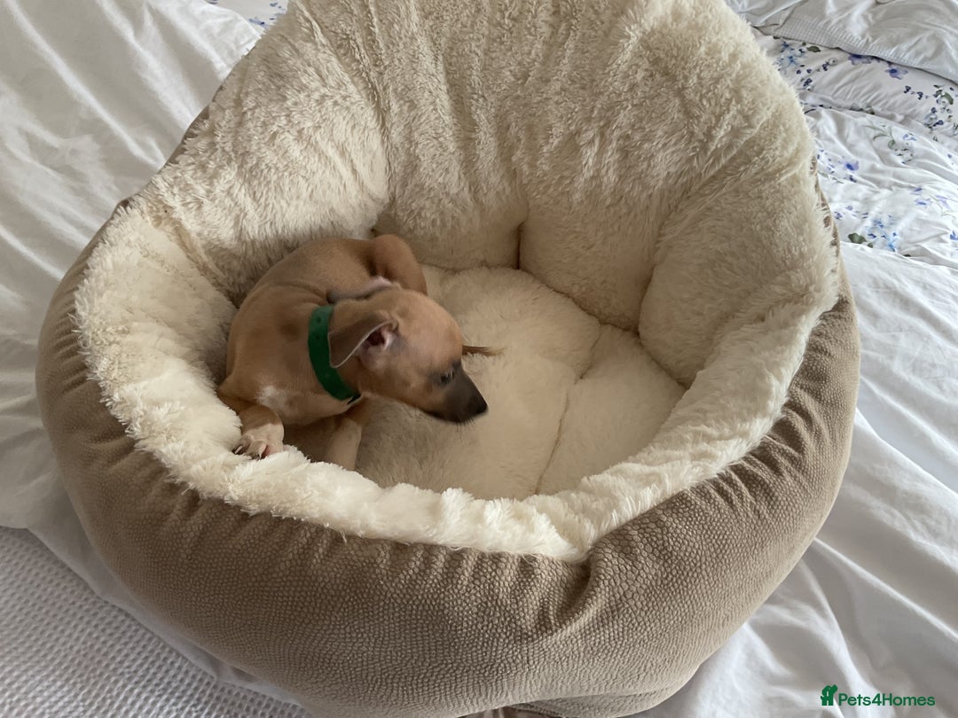 Italian Greyhound dogs for sale:  Beautiful Italian greyhound puppies  - Image 19