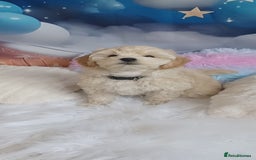 Maltipoo dogs for sale: LAST BOY LEFT F1 Apricot & Cream Toy Maltipoo Pups - Image 8