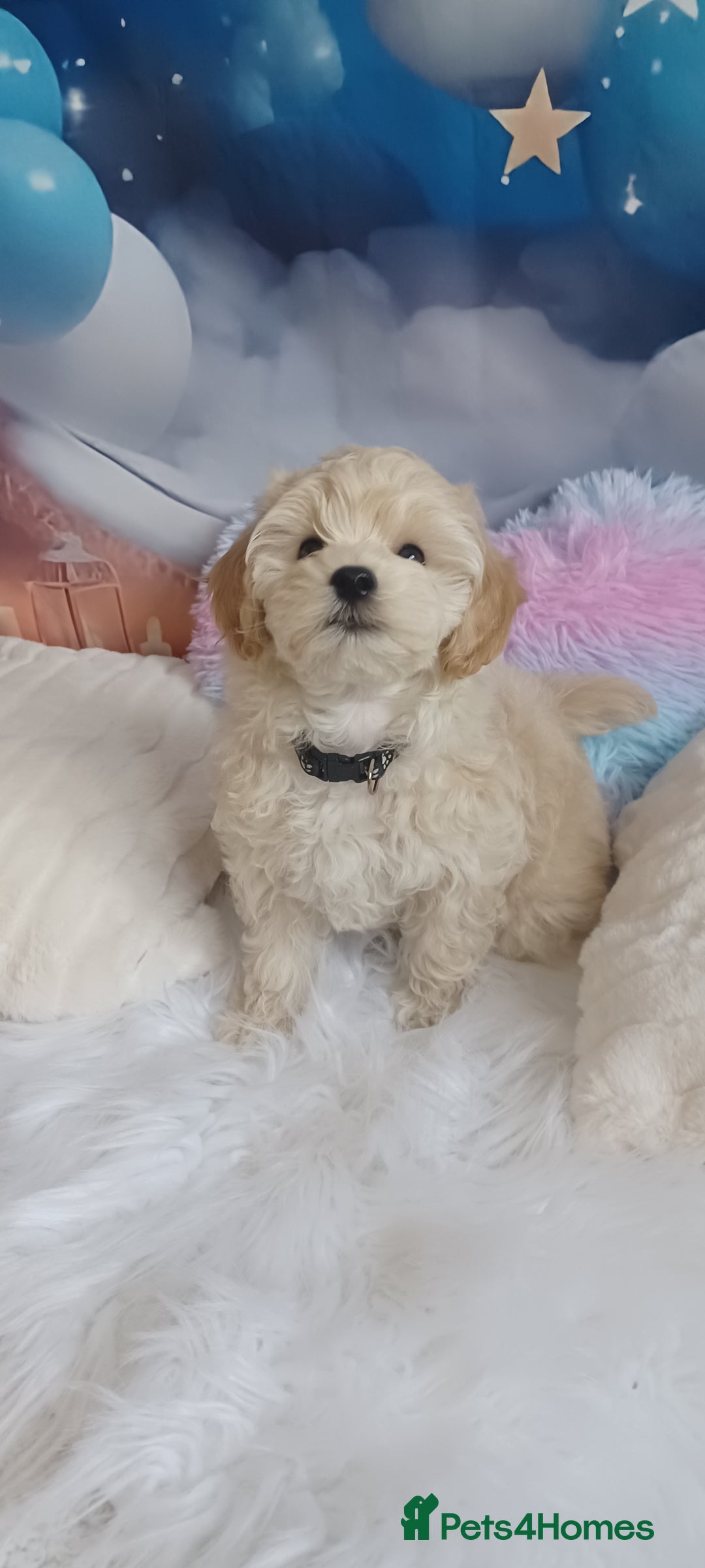 Maltipoo dogs for sale: LAST BOY LEFT F1 Apricot & Cream Toy Maltipoo Pups - Image 8