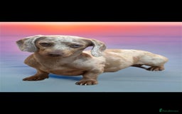 Miniature Dachshund dogs for sale: KC REGISTERED miniature DACHSHUND!!  - Image 3