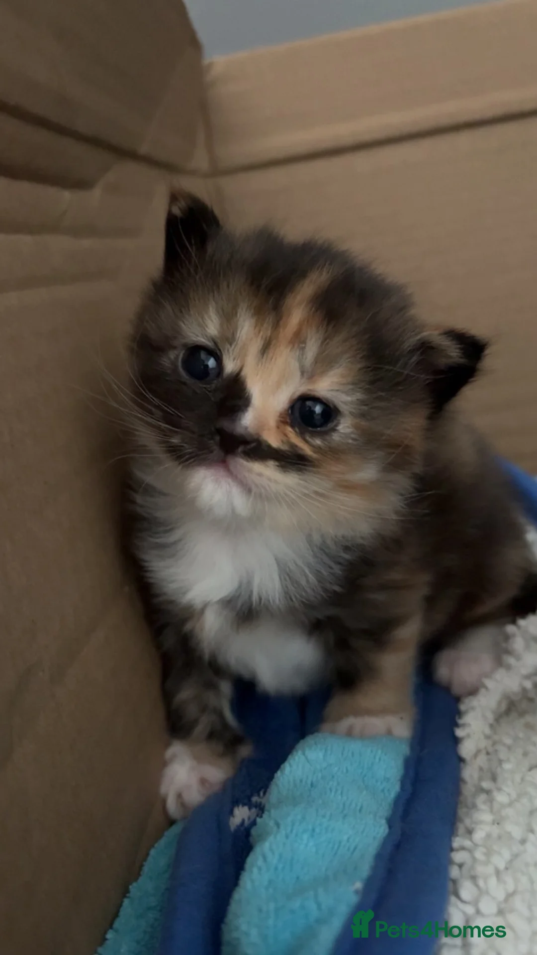 Mixed Breed cats for sale: 2 female kittens  in Romsey - Advert 3