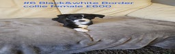 Border Collie dogs for sale: Blue merle&black&white puppies for sale  - Advert 29