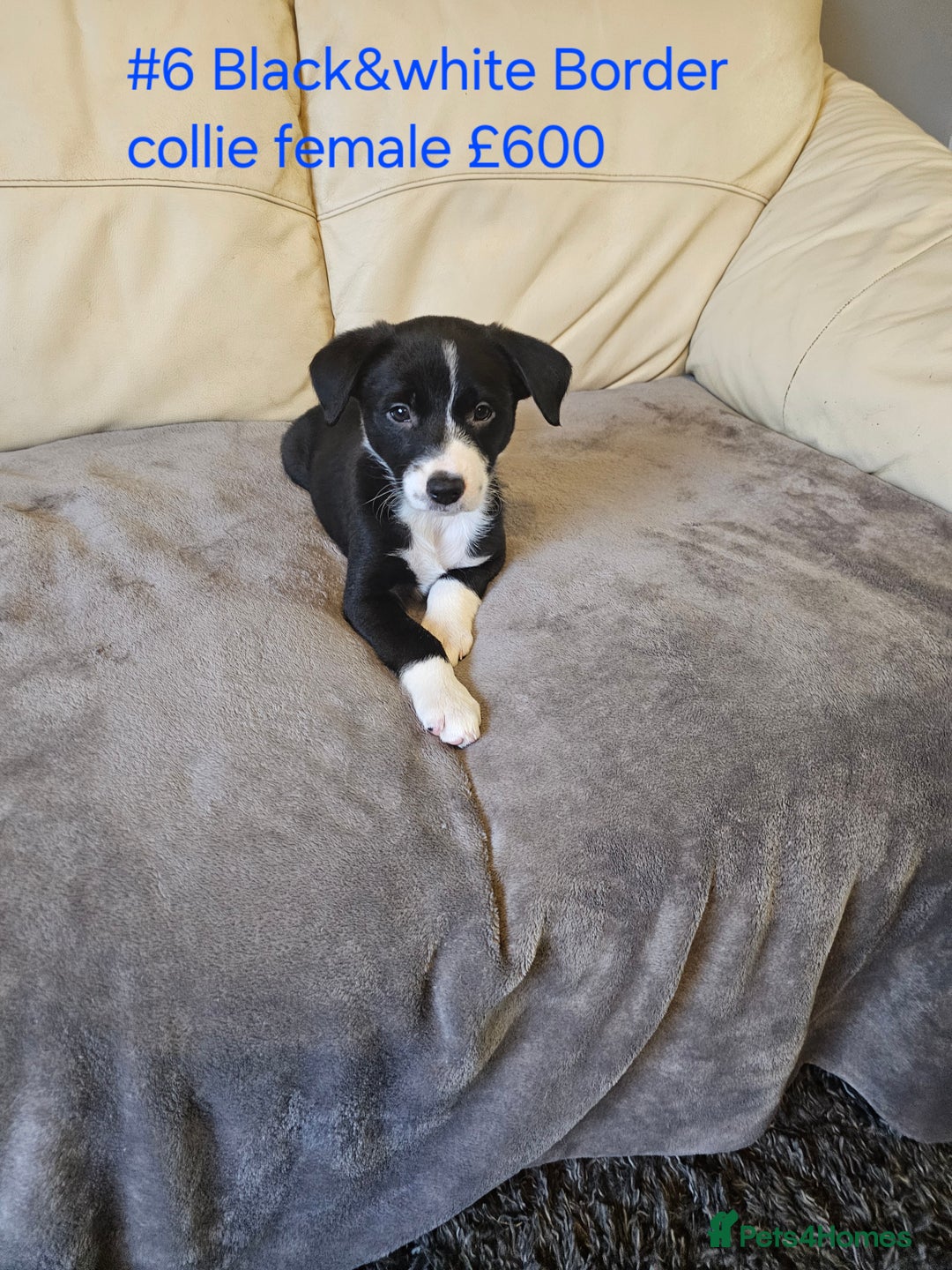 Border Collie dogs for sale: Blue merle&black&white puppies for sale  - Advert 29