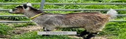 Goats livestock for sale: Pygmy Goat kids. - Advert 8