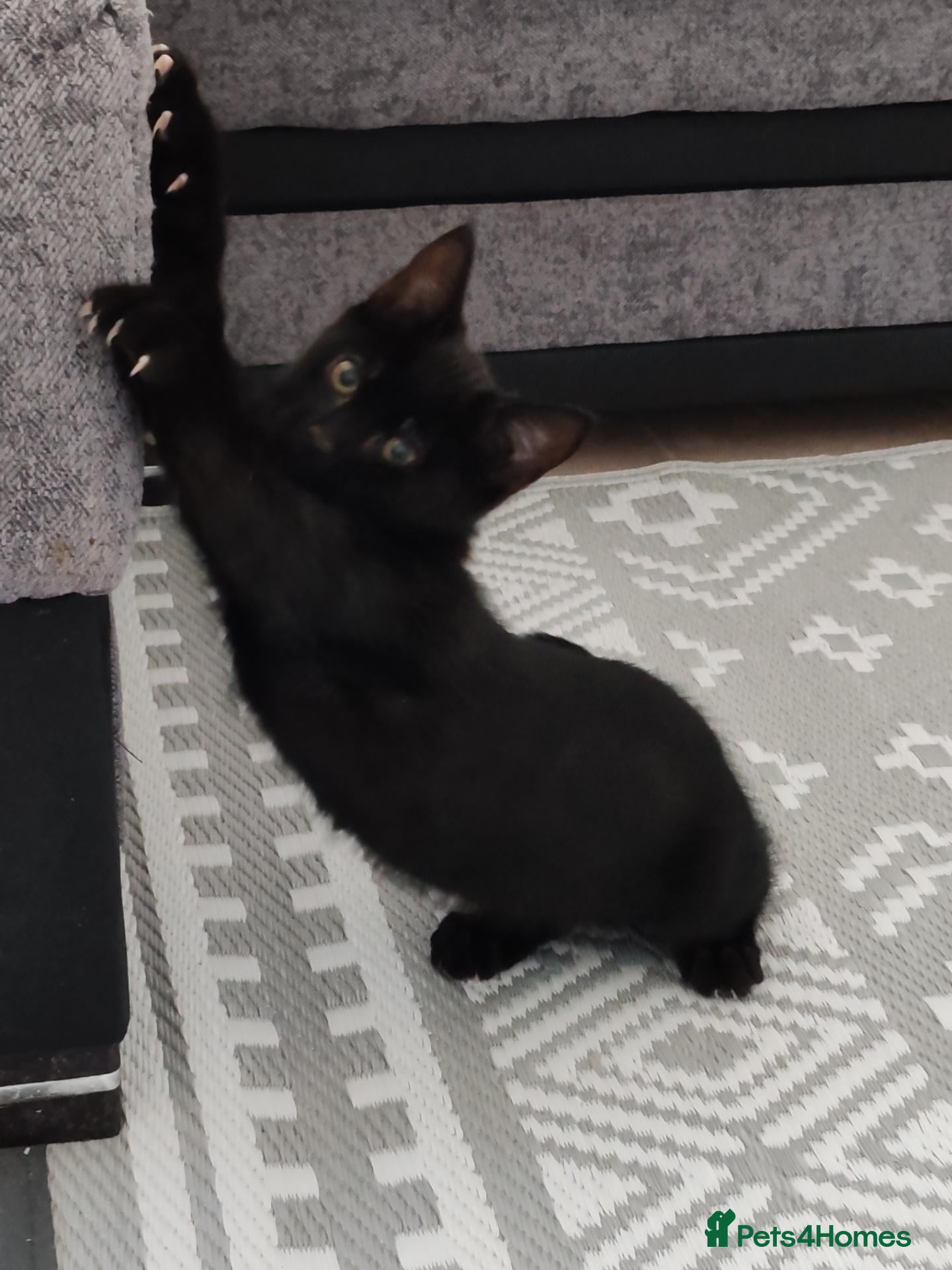 Mixed Breed cats  Male kittens looking for a loving owner - Advert 17