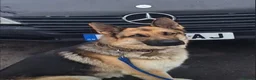 German Shepherd dogs for sale: 10 stunning german shepherd pups. - Advert 5