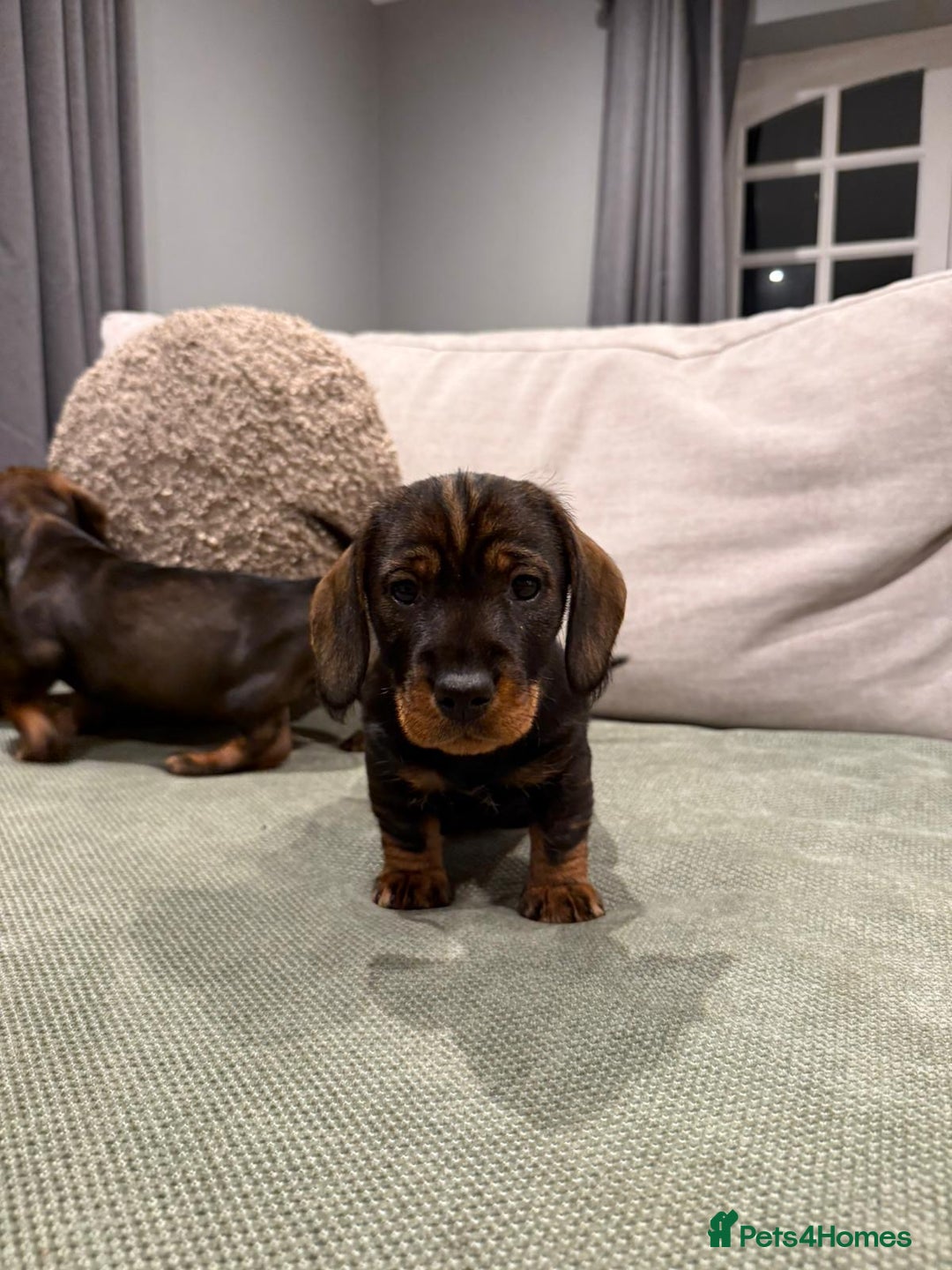 Dachshund dogs for sale: Dachshund puppies - Advert 2