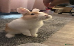 Netherland Dwarf rabbits for sale: Nertherland Dwarf/Dutch Rabbit - Read Description  - Image 3